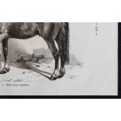 1861 - Cheval de race franc-comtoise 