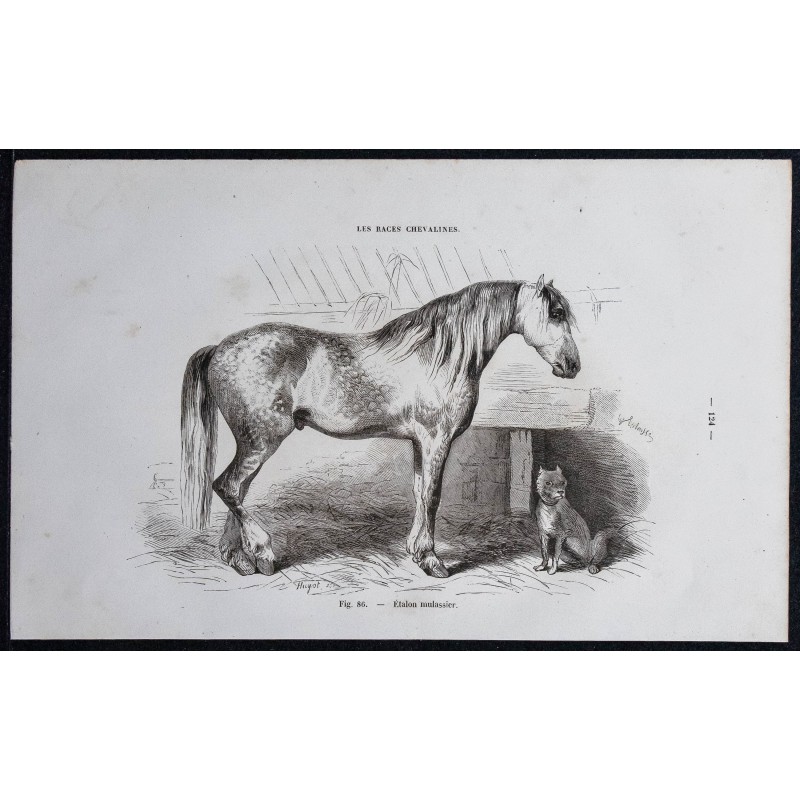 1861 - Cheval étalon mulassier 