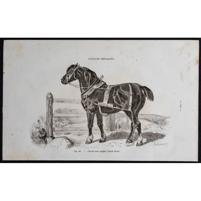 1861 - Cheval noir anglais 