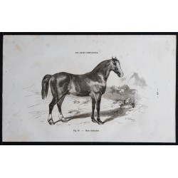 1861 - Cheval de race clydesdale 