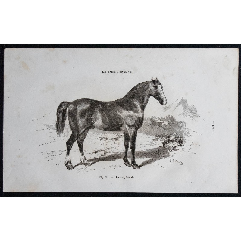 1861 - Cheval de race clydesdale 