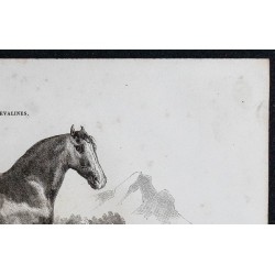 1861 - Cheval de race clydesdale 