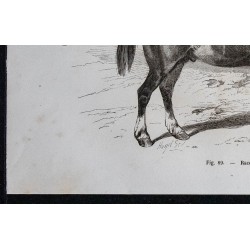 1861 - Cheval de race clydesdale 