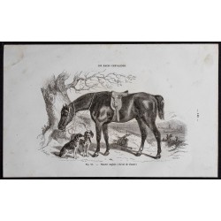 1861 - Cheval hunter anglais (Cheval de chasse) 