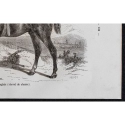 1861 - Cheval hunter anglais (Cheval de chasse) 