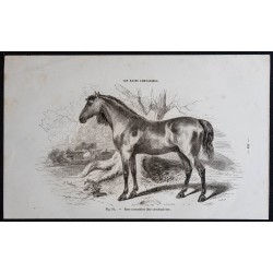 1861 - Cheval de race carrossière dite Cleveland Bay 