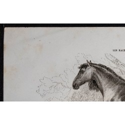 1861 - Cheval de race carrossière dite Cleveland Bay 