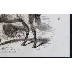 1861 - Cheval de race carrossière dite Cleveland Bay 