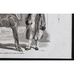 1861 - Cheval carrossier du Yorkshire 