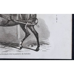 1861 - Cheval de l'ancienne race normande 