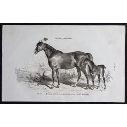 1861 - Cheval de race anglo-poitevine 