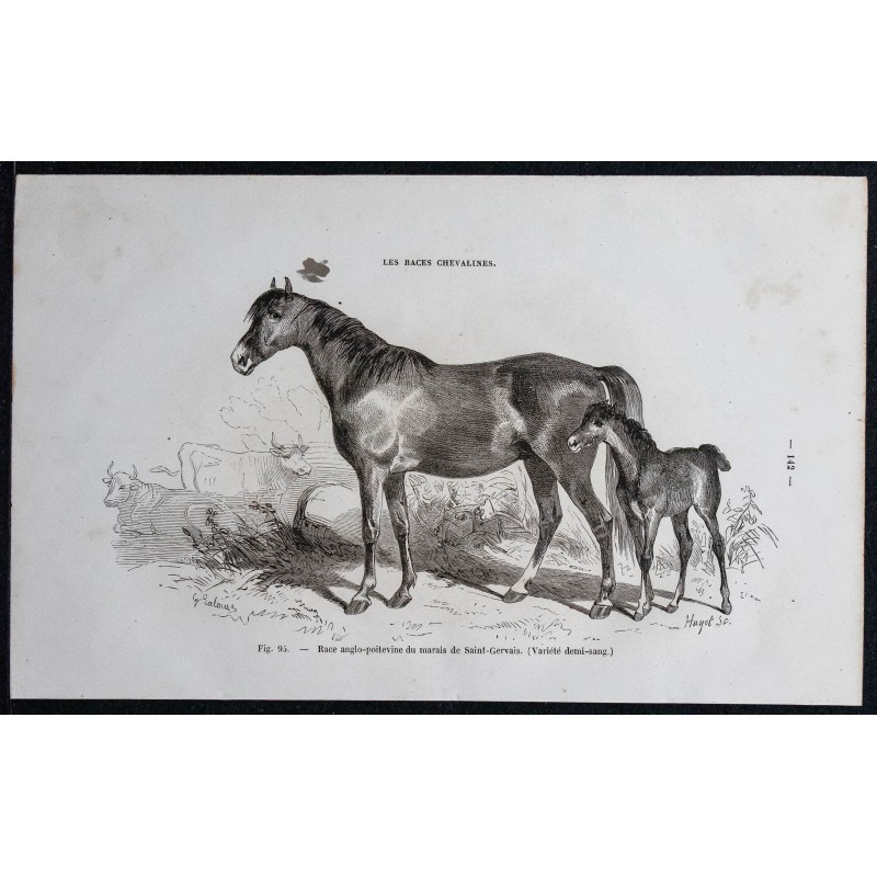 1861 - Cheval de race anglo-poitevine 