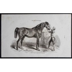 1861 - Cheval hongre de race mecklembourgeoise 