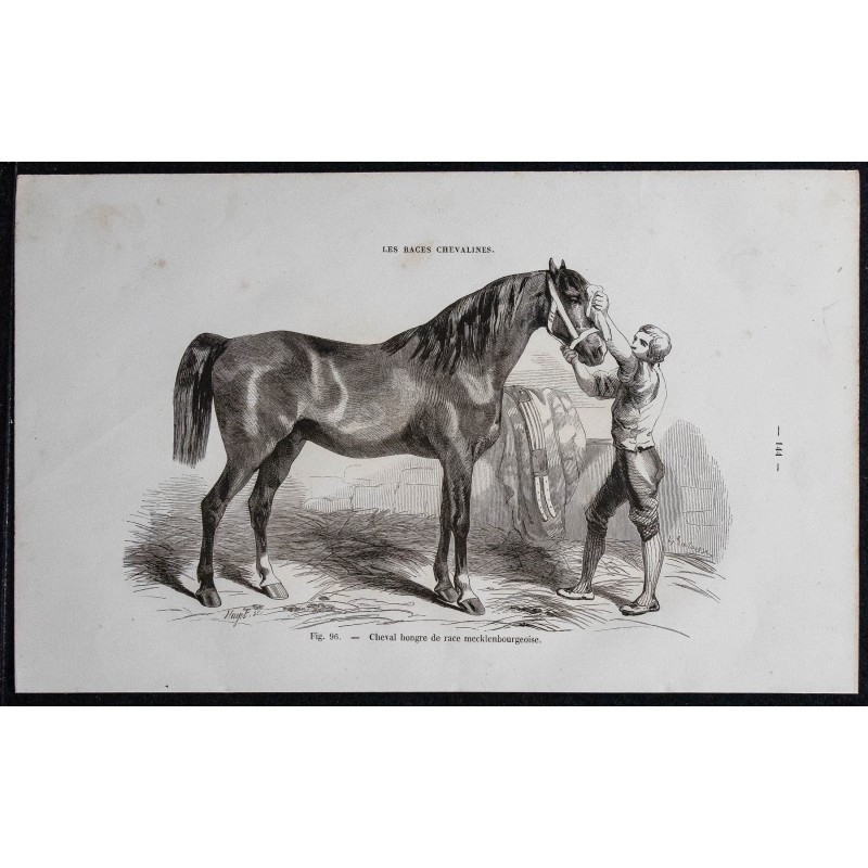 1861 - Cheval hongre de race mecklembourgeoise 