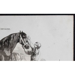 1861 - Cheval hongre de race mecklembourgeoise 