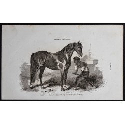 Gravure de 1861 - Cheval carrossier allemand - 1