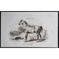 Gravure de 1861 - Cheval trotteur de Norfolk - 1