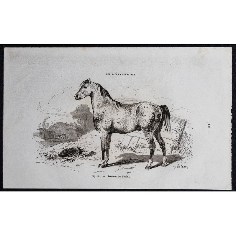 Gravure de 1861 - Cheval trotteur de Norfolk - 1