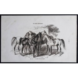 Gravure de 1861 - Chevaux de races légères - 1