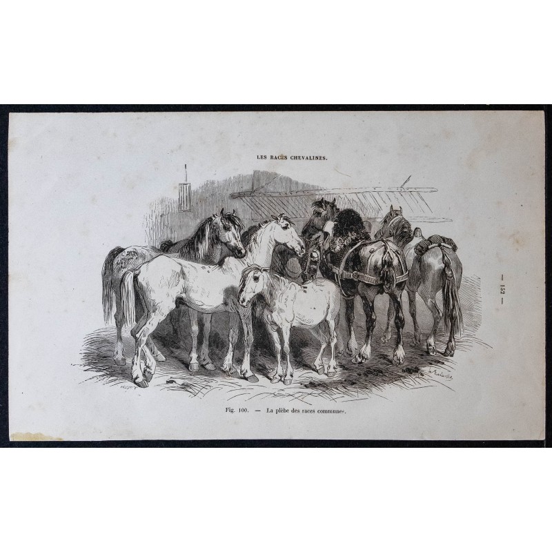 Gravure de 1861 - Chevaux de races communes - 1