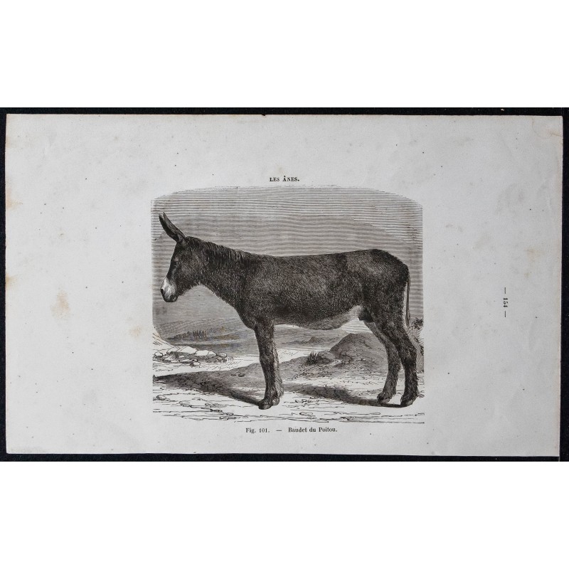 Gravure de 1861 - Baudet du Poitou - 1