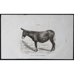 Gravure de 1861 - Ânesse de la race du Poitou - 1