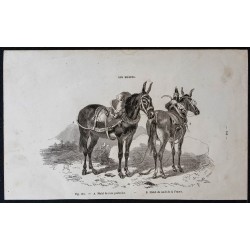 Gravure de 1861 - Mulet poitevin & midi de la France - 1