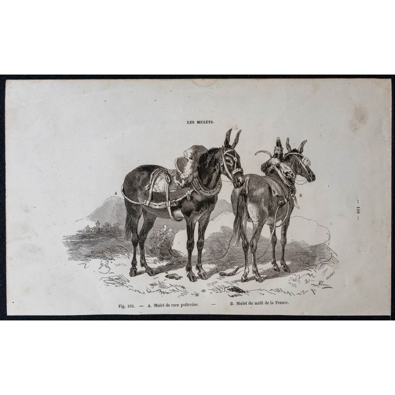 Gravure de 1861 - Mulet poitevin & midi de la France - 1