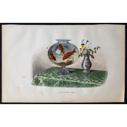 1855 - Le Cyprin Doré (Poisson rouge) 