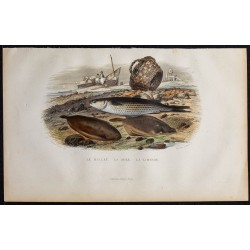 1855 - Le mulet, la sole, la limande 