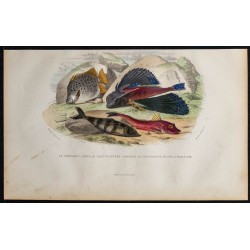 1855 - Chétodon Argus, Dactyloptère, Centronote et Trigle Lyre 