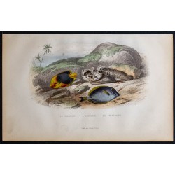 1855 - Le Tricolor, L'Horrible, Le Chirurgien 