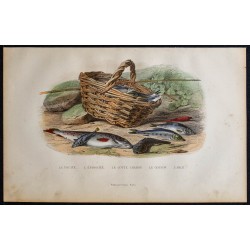 1855 - Truite, épinoche, goujon, l'able... 