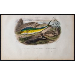 1855 - Coryphène, l'écheneis et le nason licornet 