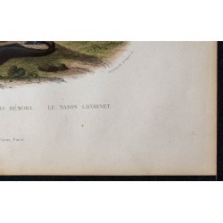 1855 - Coryphène, l'écheneis et le nason licornet 