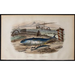 1855 - Le thon et le maquereau 