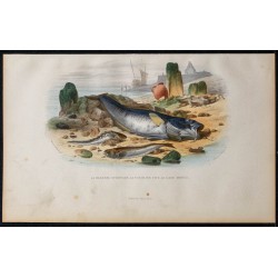 1855 - Le Blennie Ovipare, La Trachine Vive, Le Gade Morue 