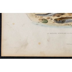 1855 - Le Blennie Ovipare, La Trachine Vive, Le Gade Morue 