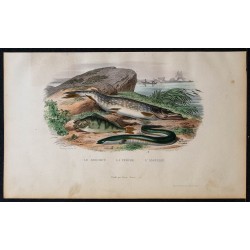 1855 - Le brochet, la perche, l'anguille 